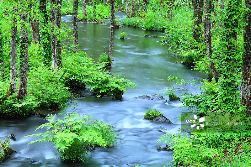日本福岛县的林中水流图片素材