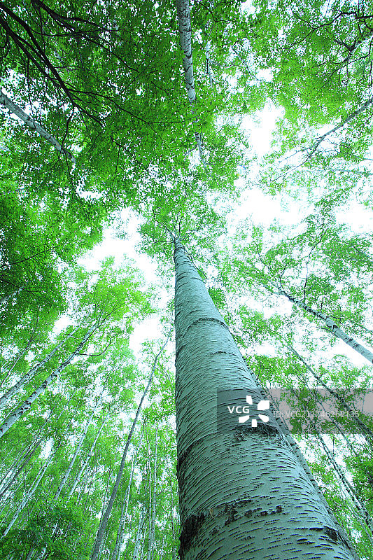 日本绿色森林图片素材