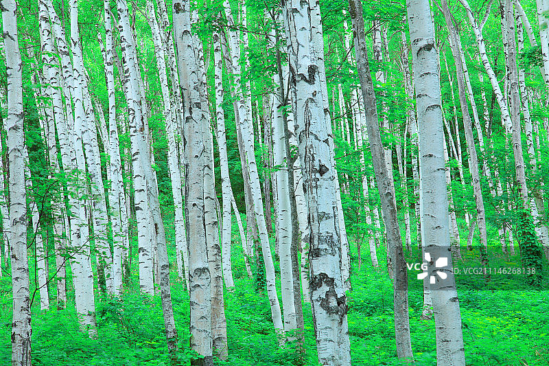 日本绿色森林图片素材