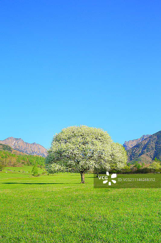 日本山梨县八岳牧场图片素材