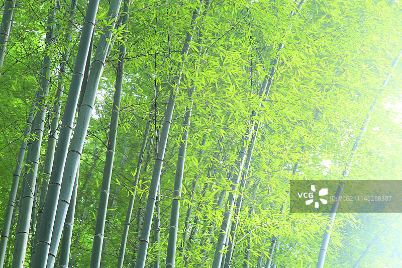 日本京都竹林图片素材