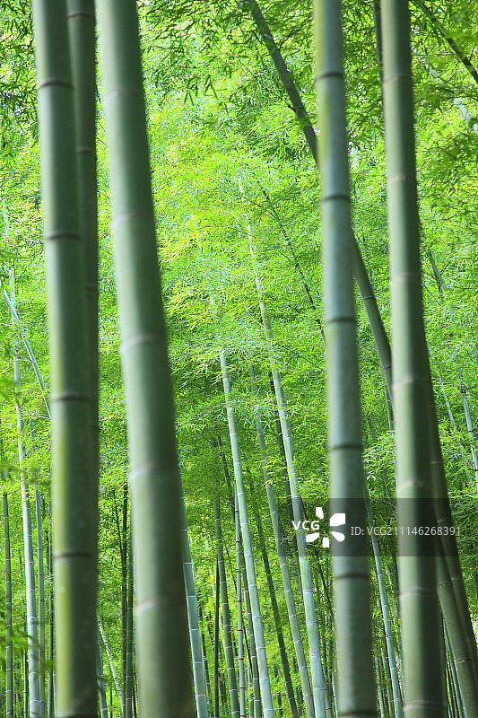 日本京都竹林图片素材