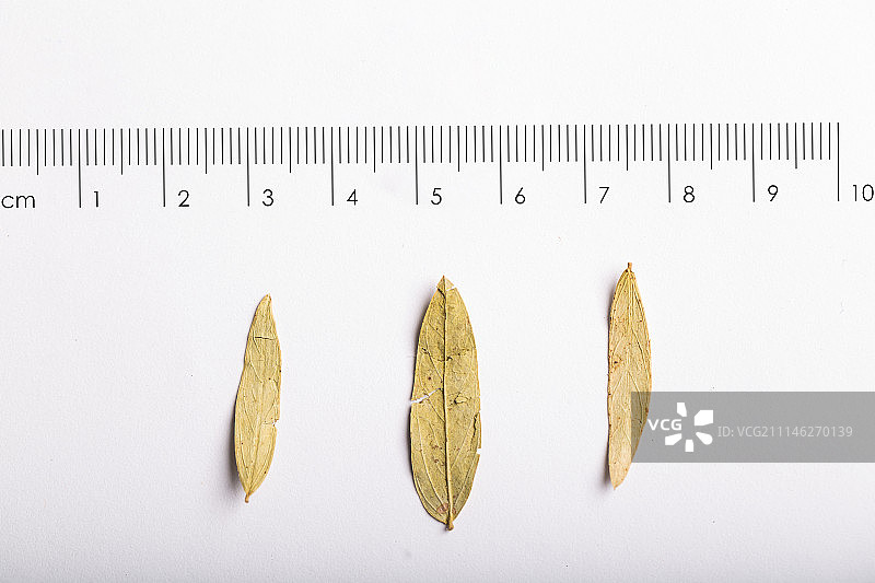 番泻叶图片素材