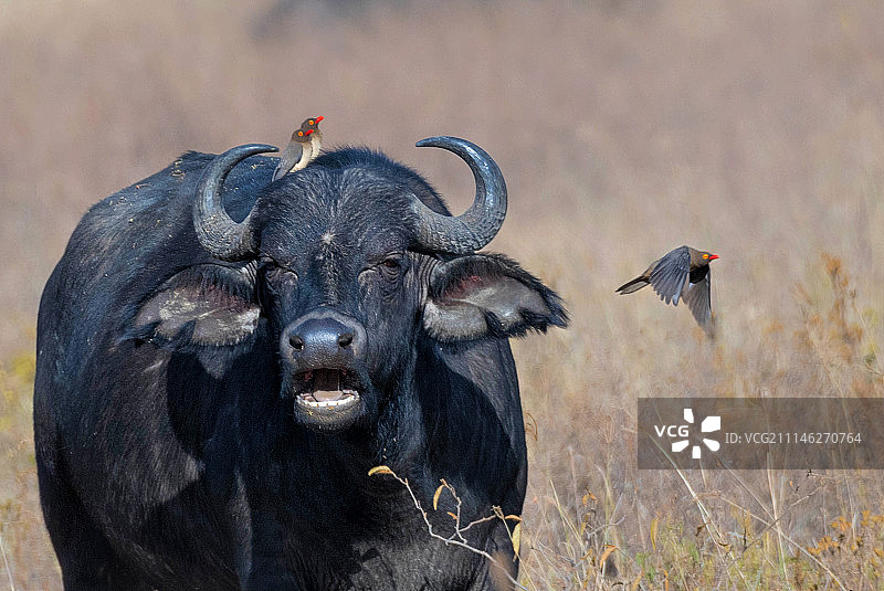 共生：非洲水牛与啄牛鸟图片素材