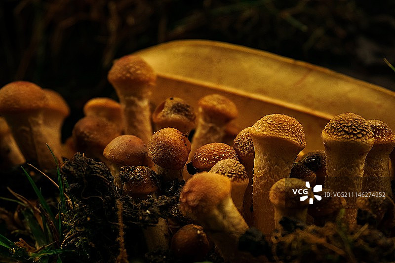 核桃群图片素材