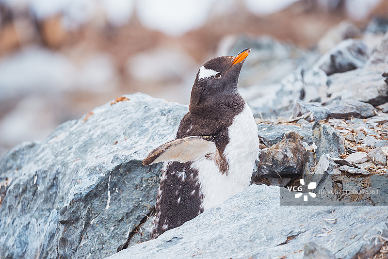 南极企鹅图片素材