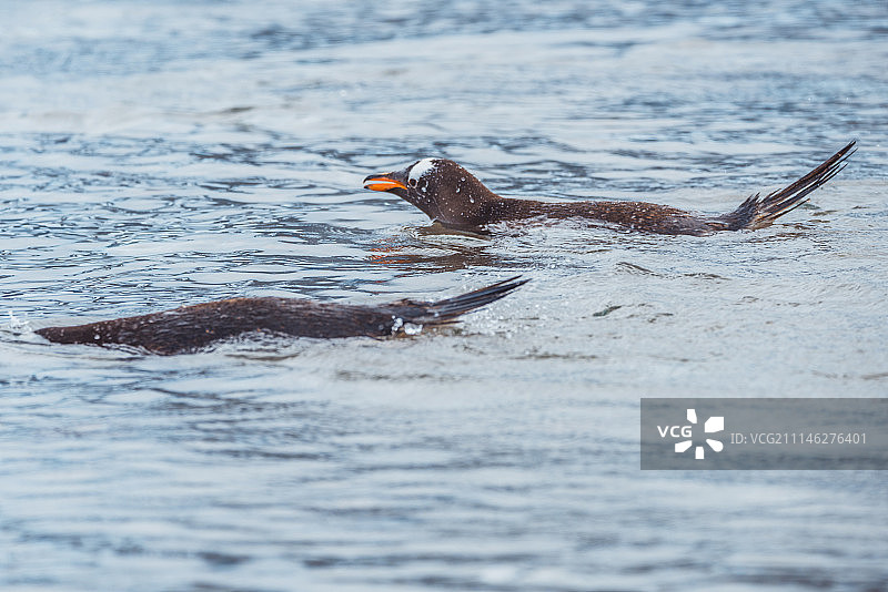 南极企鹅图片素材