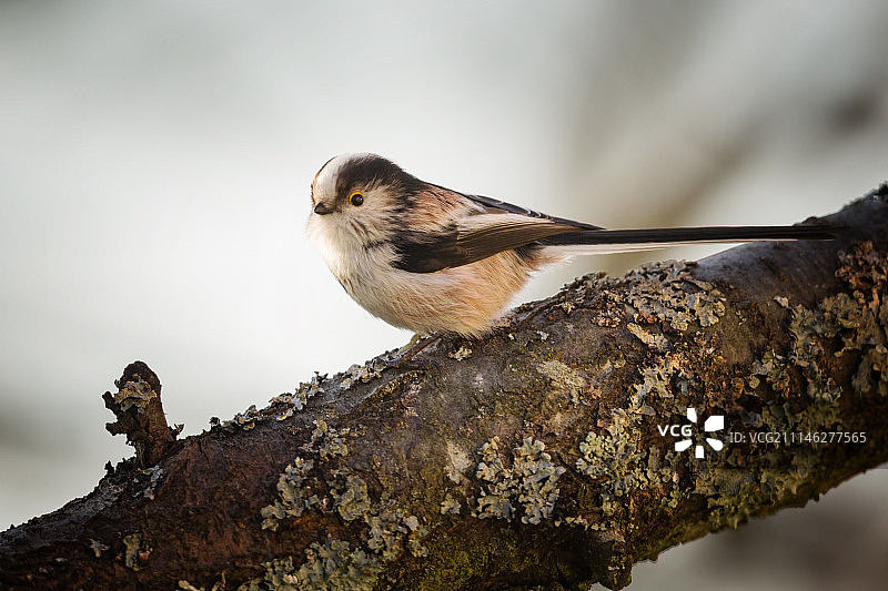 长尾山雀图片素材