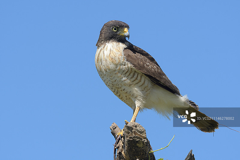 路边鹰图片素材