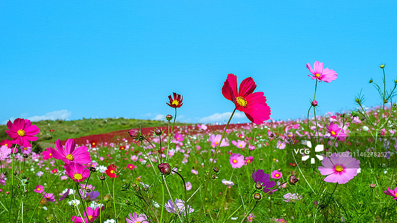 日立海滨公园的美丽波斯菊和扫帚草图片素材