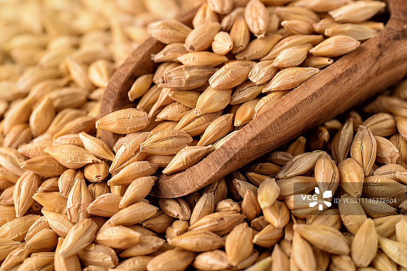 大麦粒图片素材