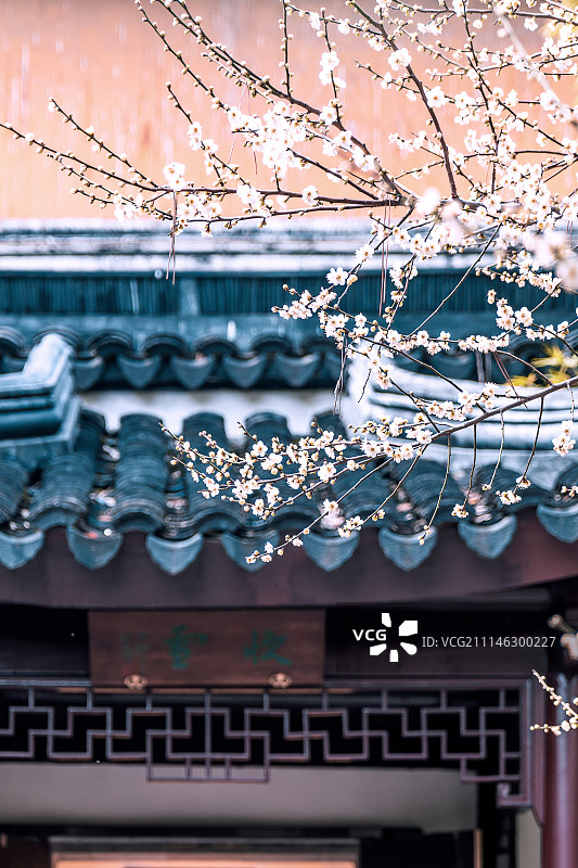 苏州北寺塔梅花盛开图片素材
