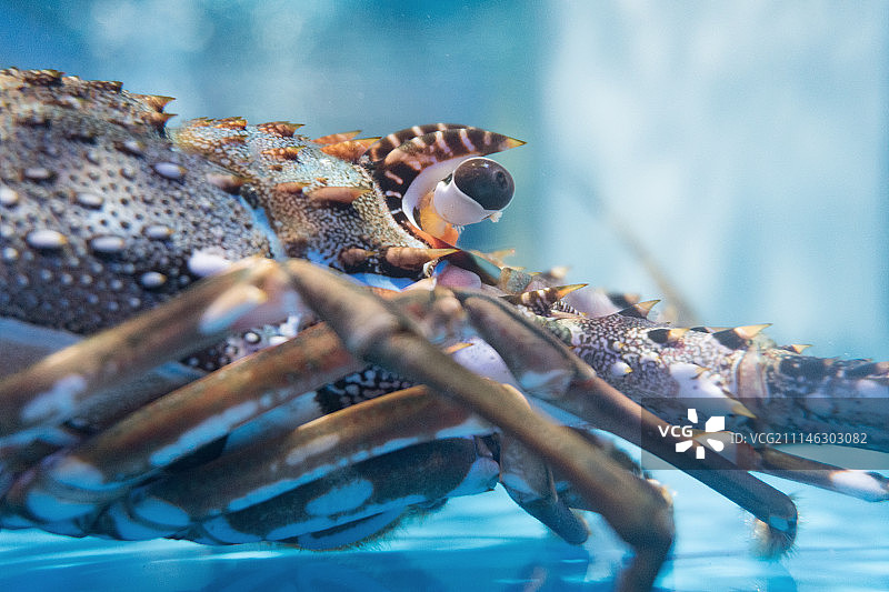 市场内的海鲜龙虾特写图片素材