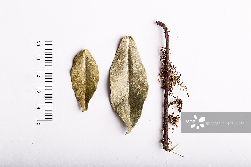 石楠藤图片素材