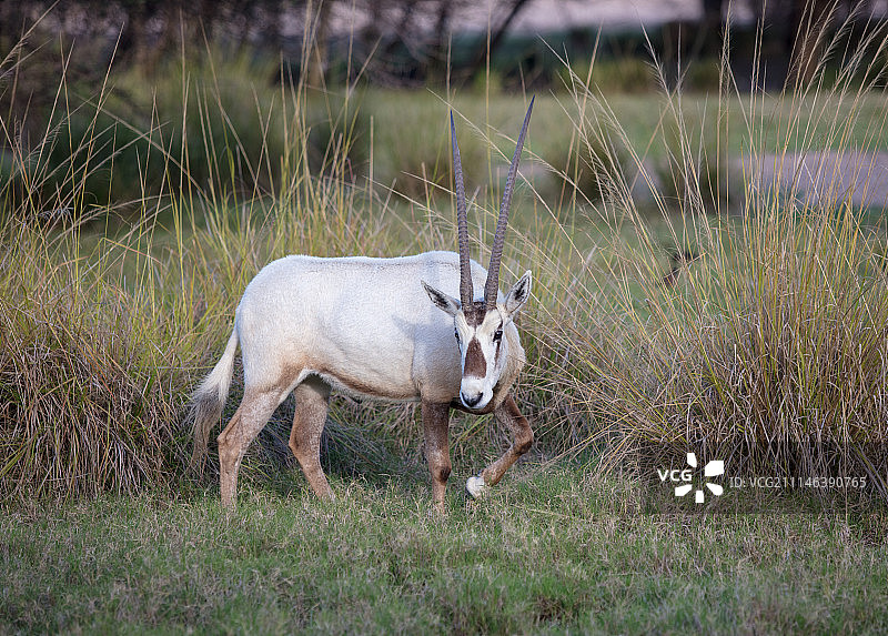 带角的动物图片素材