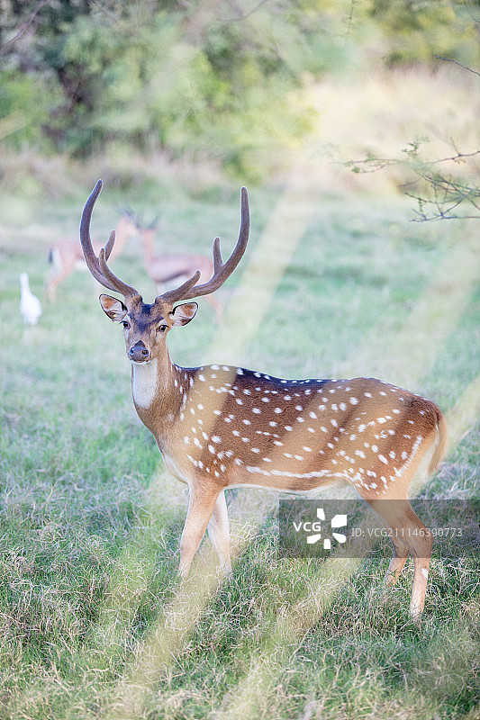 带角的动物图片素材