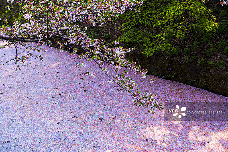 日本青森樱花河图片素材