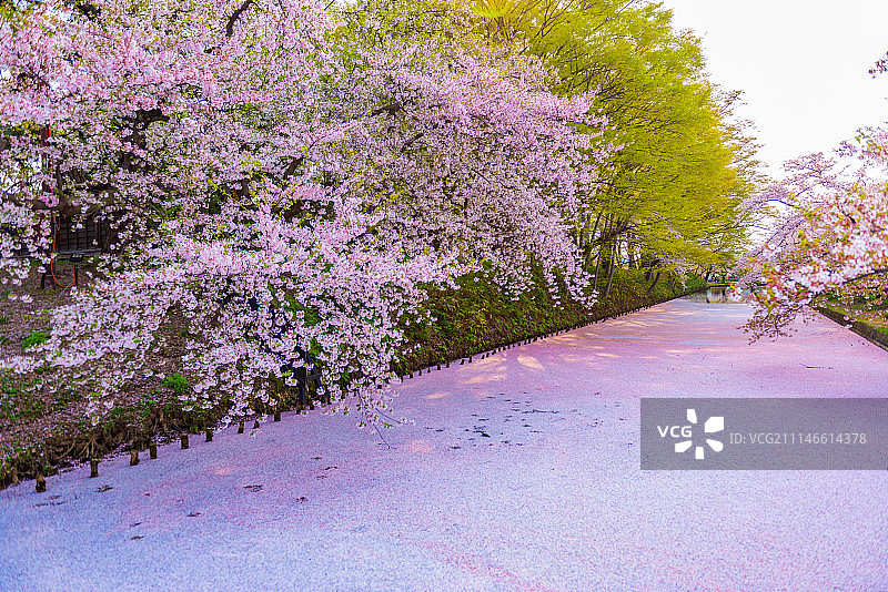 日本青森樱花河图片素材