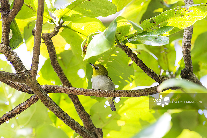 澎湖绣眼图片素材
