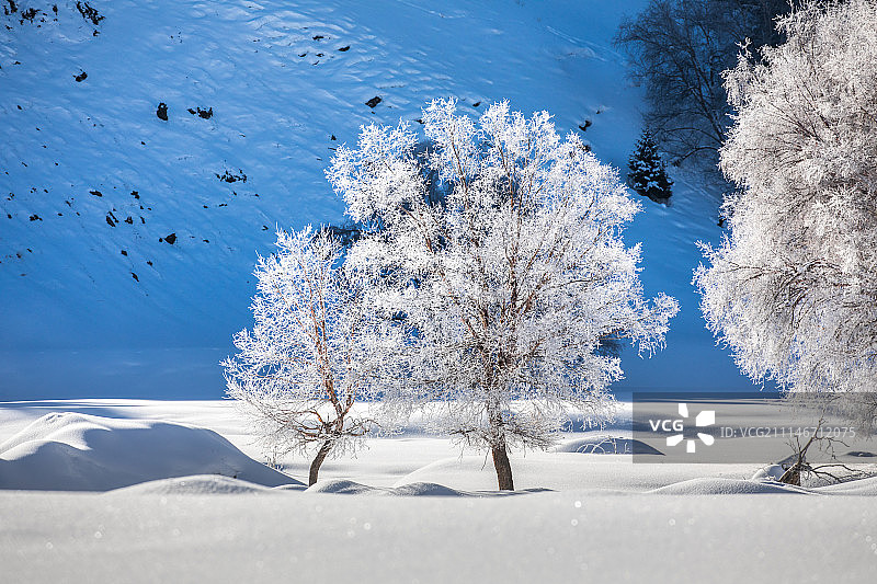巩乃斯的雾凇图片素材