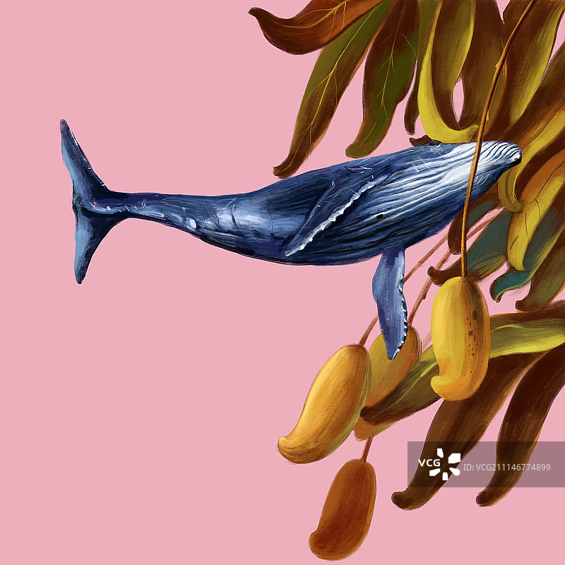 芒果树图片素材