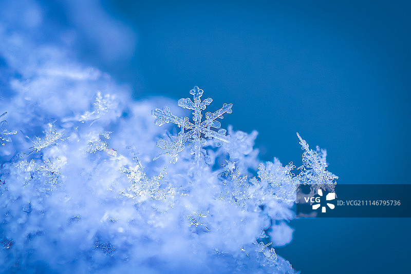 雪绒花图片素材