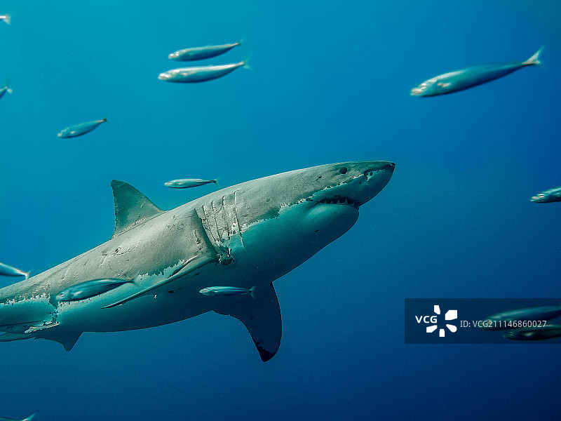 被标记的大白鲨逆流游泳图片素材