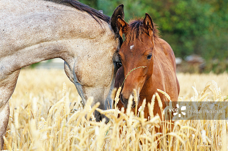 母亲的爱图片素材