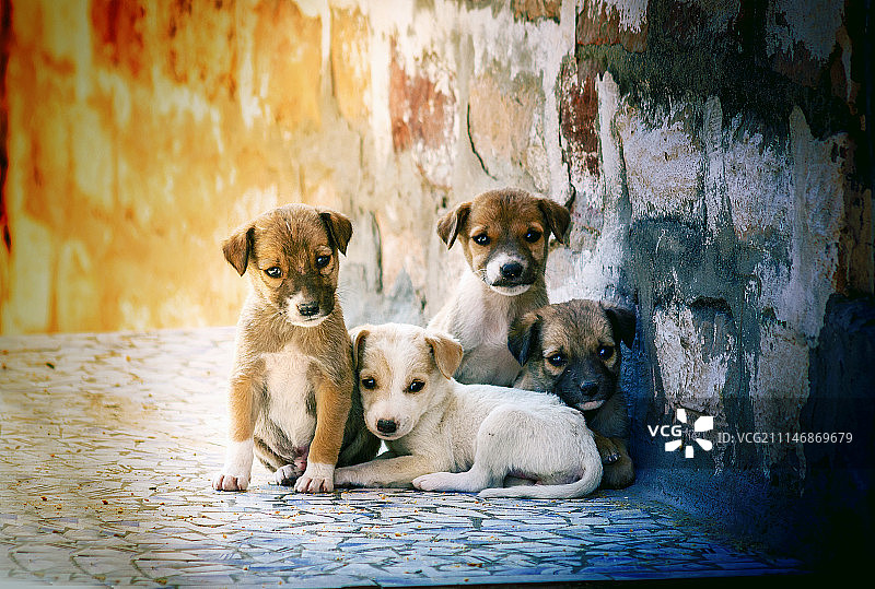 可爱的一家人：小狗崽们坐着看向镜头图片素材