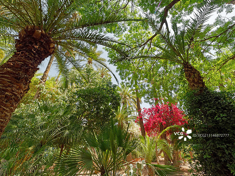 棕榈树的仰视视角图片素材