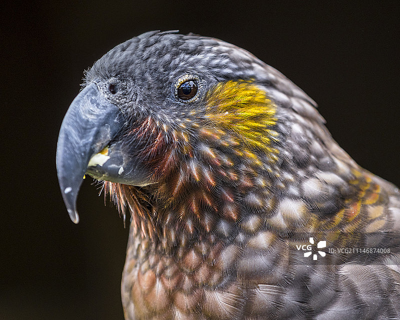 新西兰的KEA鹦鹉图片素材