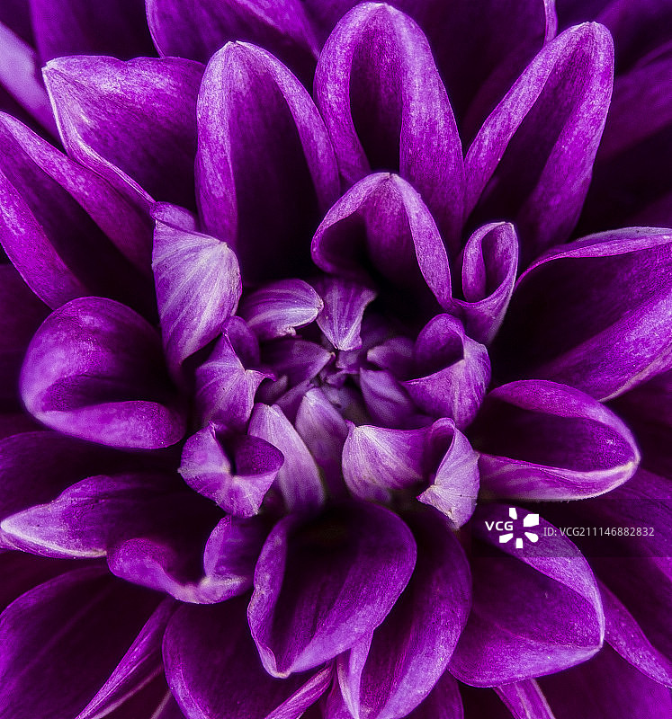 希腊米洛斯岛的紫色花朵图片素材