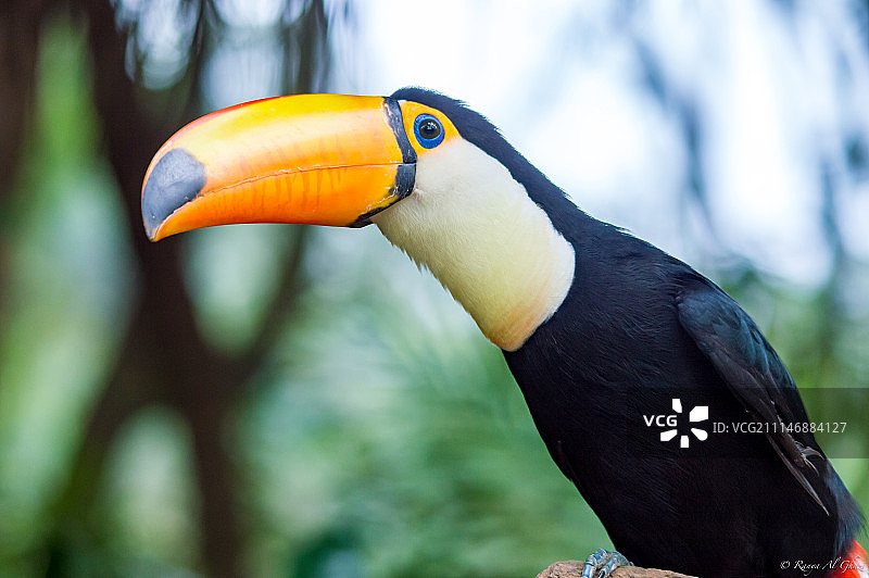 体罚巨嘴鸟图片素材