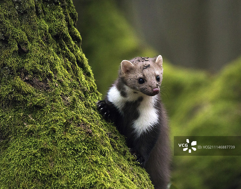老树上的石貂特写图片素材