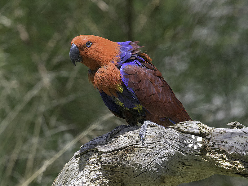 折衷鹦鹉图片素材