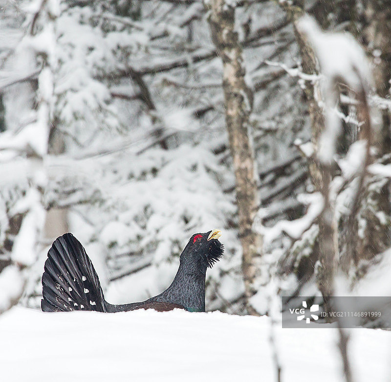 西方松鸡图片素材