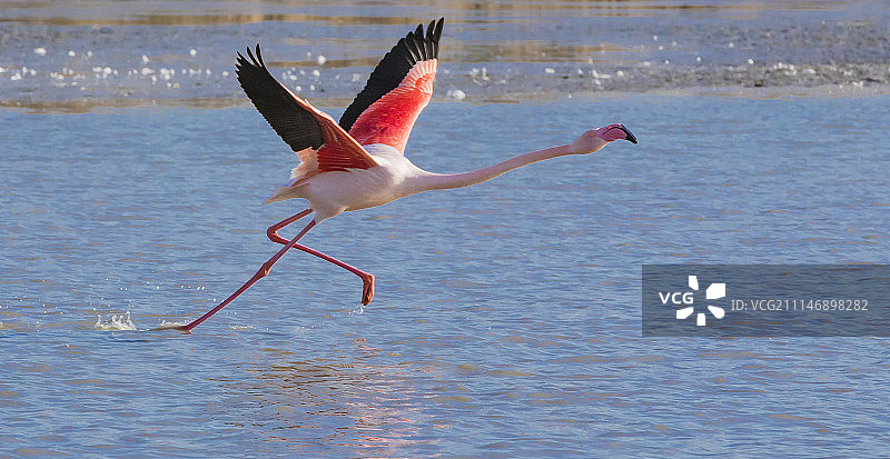 粉红色的火烈鸟图片素材