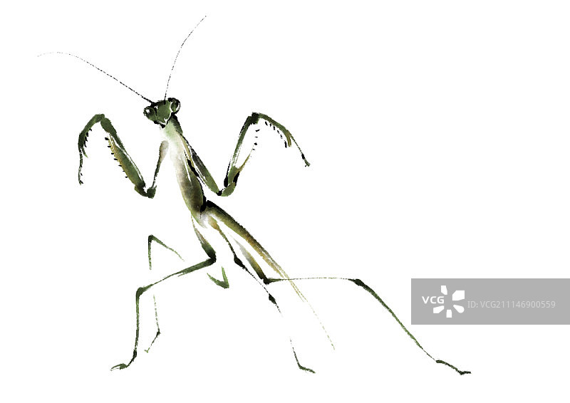 螳螂墨水画图片素材