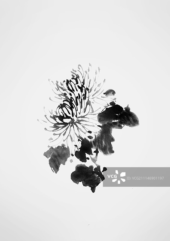 菊花水墨画图片素材