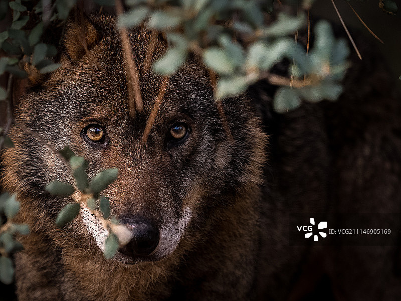 隐藏在灌木丛中的伊比利亚狼图片素材