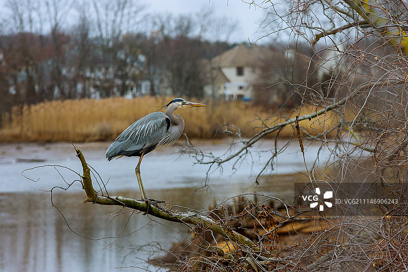 一只灰鹭栖息在树枝上图片素材