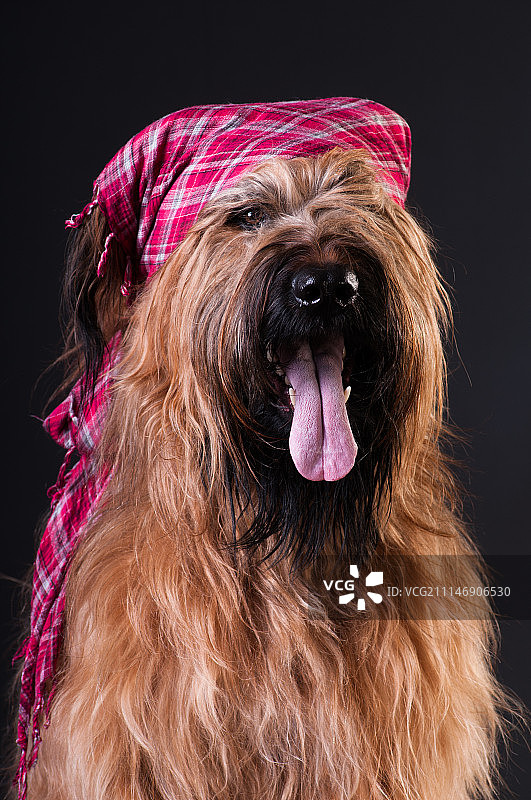 布里亚德犬剪影图片素材