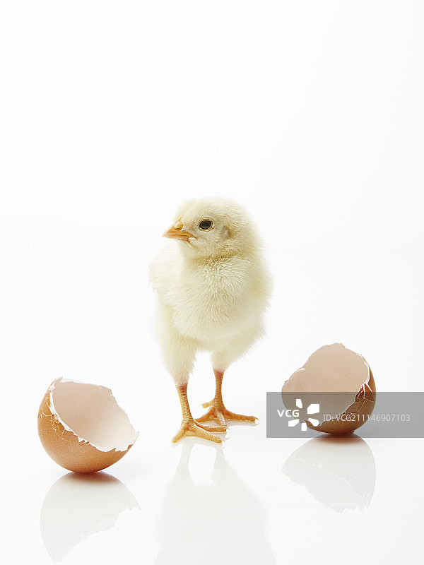 雏鸡破壳摄影图片素材