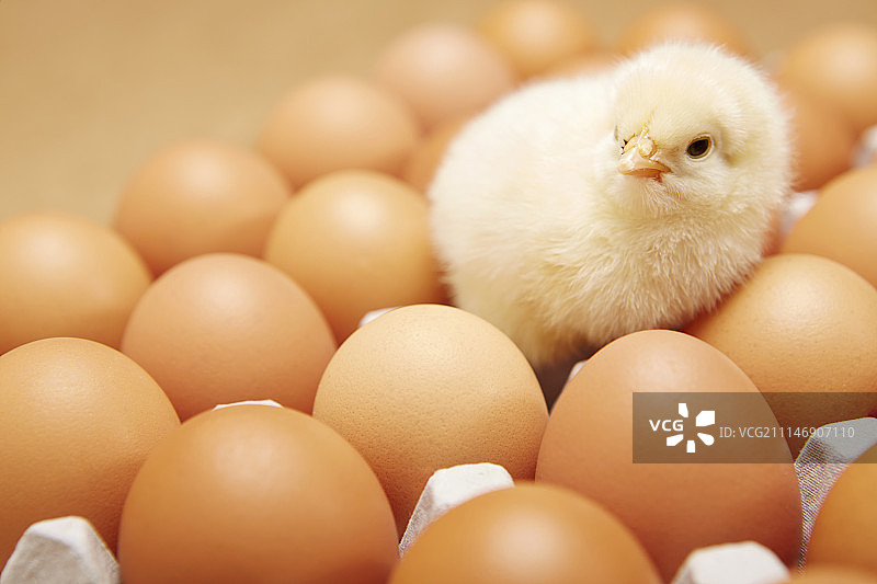 小鸡和鸡蛋的照片图片素材