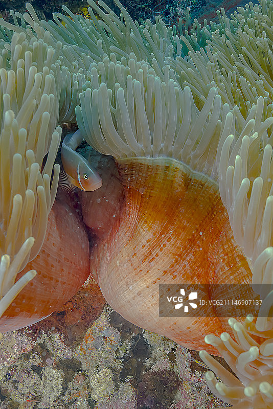 藏匿于缝隙之间图片素材