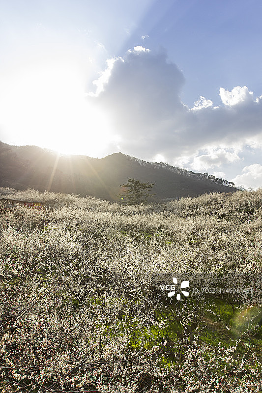 春季的自然风光摄影图片素材