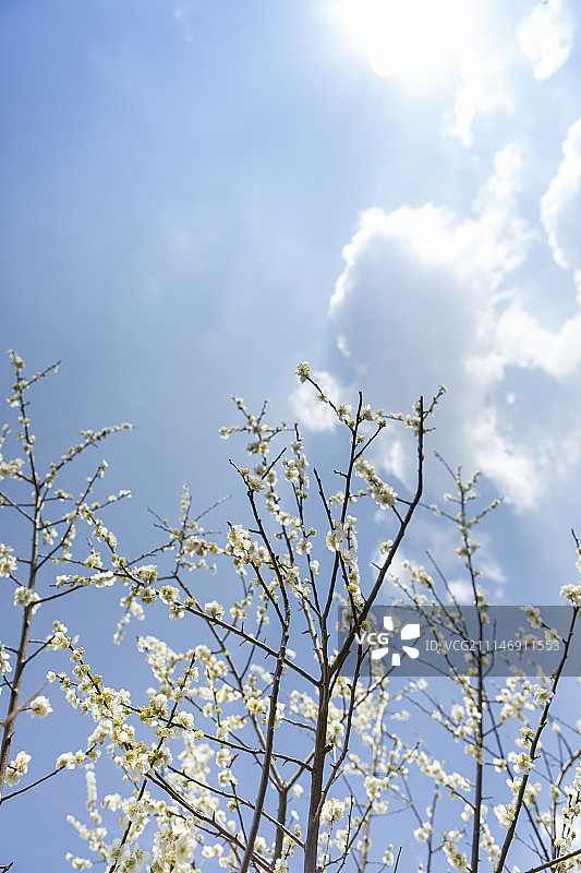 春天的李子树图片素材