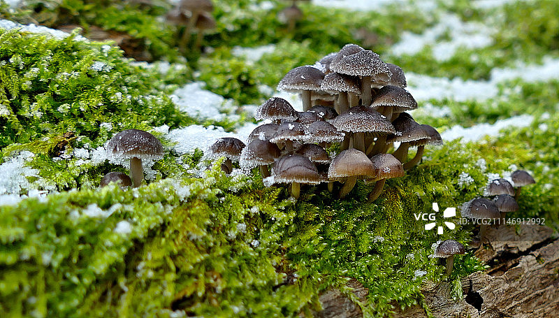 捷克共和国，捷斯卡斯卡利采图片素材