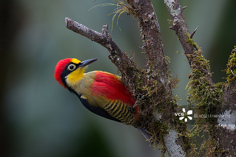黄头贝内迪托图片素材