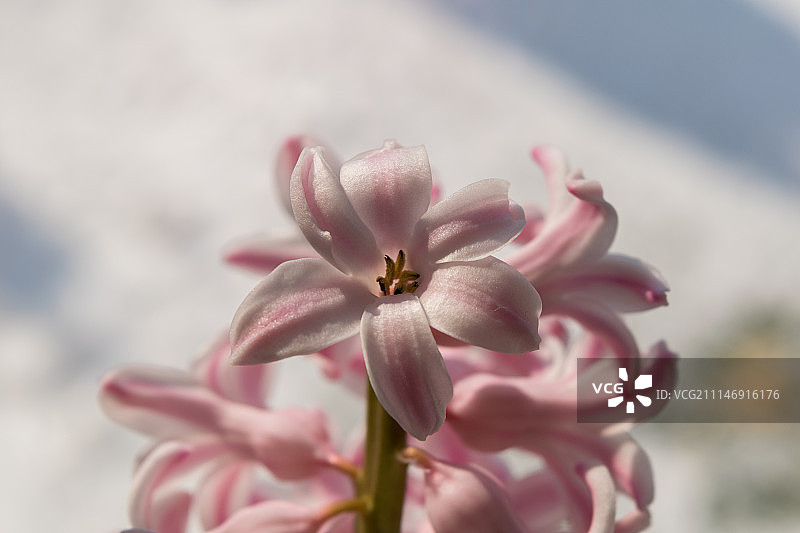 粉色风信子图片素材